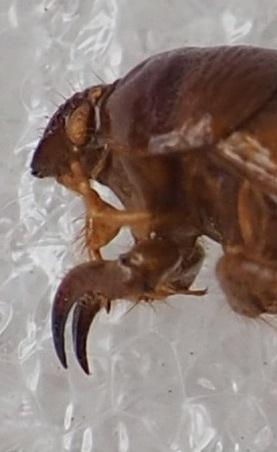 Scaptocoris minor